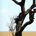 TZA MAR SerengetiNP 2016DEC24 RoadB144 012 : 2016, 2016 - African Adventures, Africa, Date, December, Eastern, Mara, Month, Places, Road B144, Serengeti National Park, Tanzania, Trips, Year